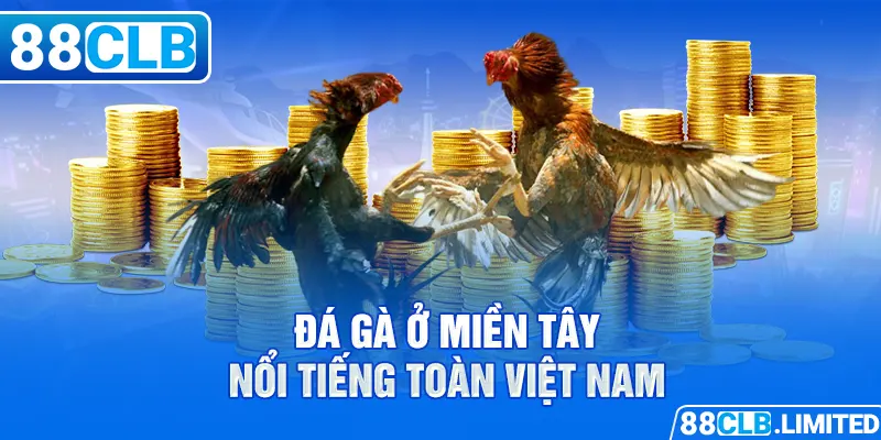 Đá gà ở miền Tây nổi tiếng toàn Việt Nam